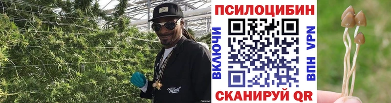 Купить где  Мураши  Галлюциногенные грибы GOLDEN TEACHER 